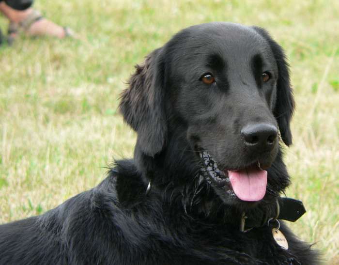 Brain Black Brilliance