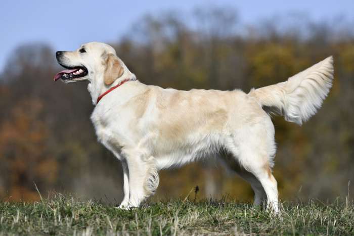 From The Malesic Yard