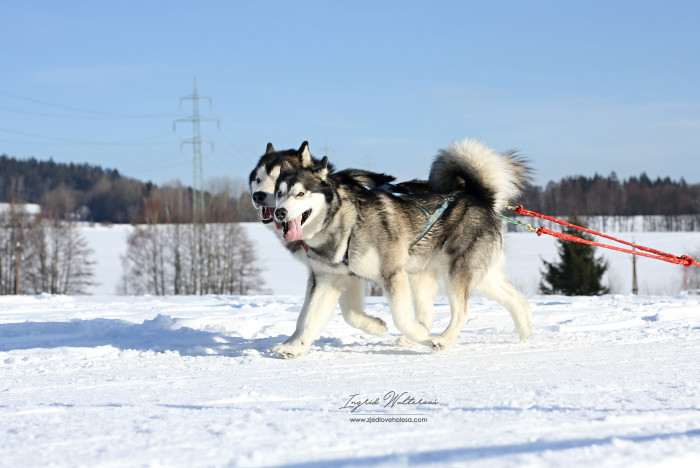 Moonlake Star