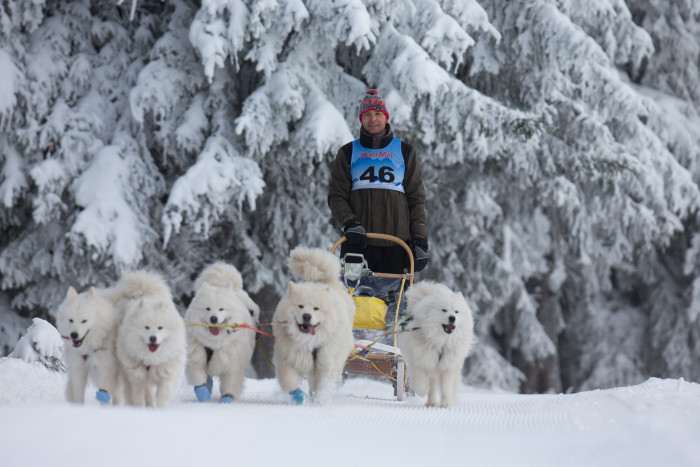 Lebaya Samoyed