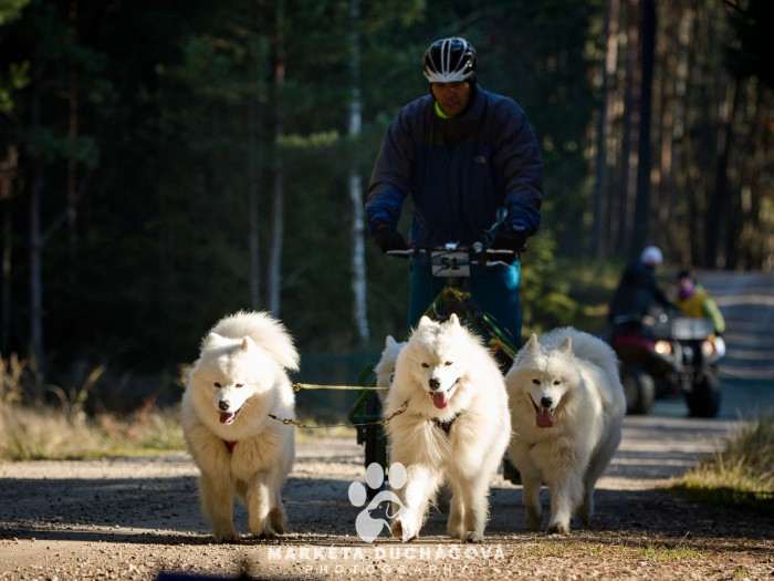 Lebaya Samoyed