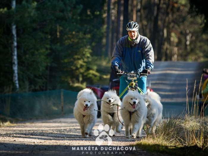 Lebaya Samoyed
