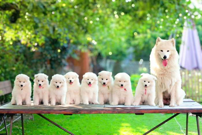 Lebaya Samoyed