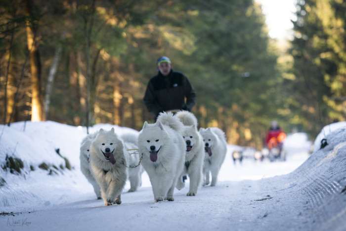 Lebaya Samoyed