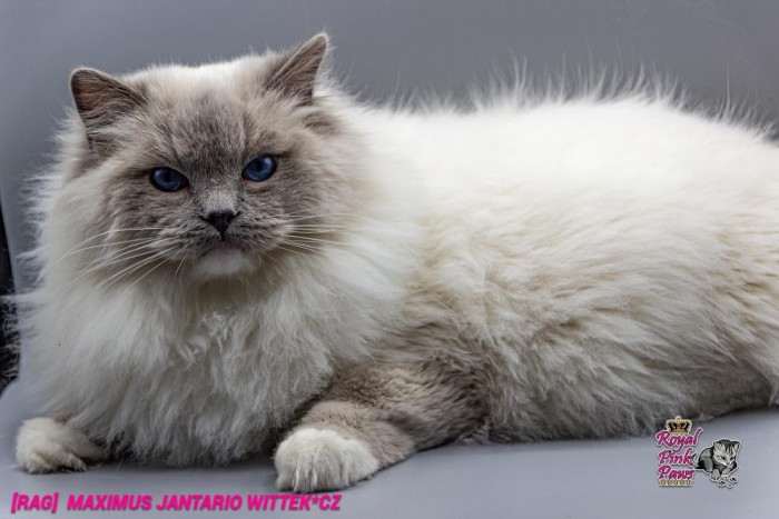 Maximus Jantario Wittek