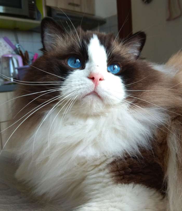 Gannicus Unreal Ragdolls