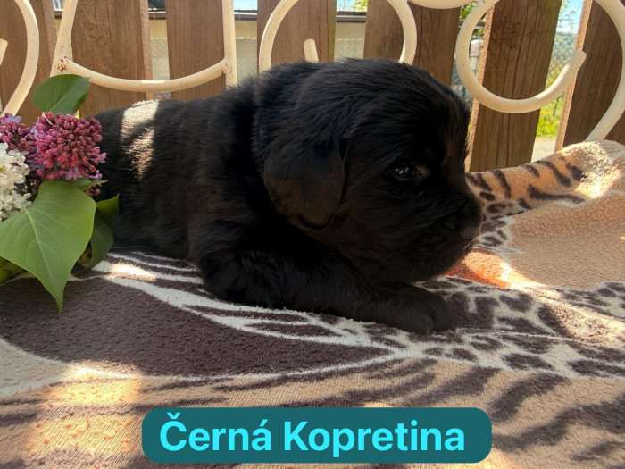 Černá Kopretina