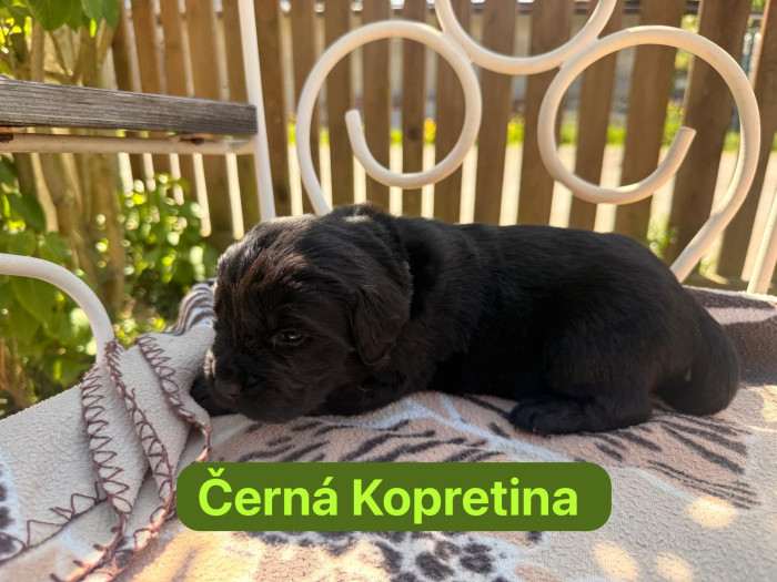 Černá Kopretina