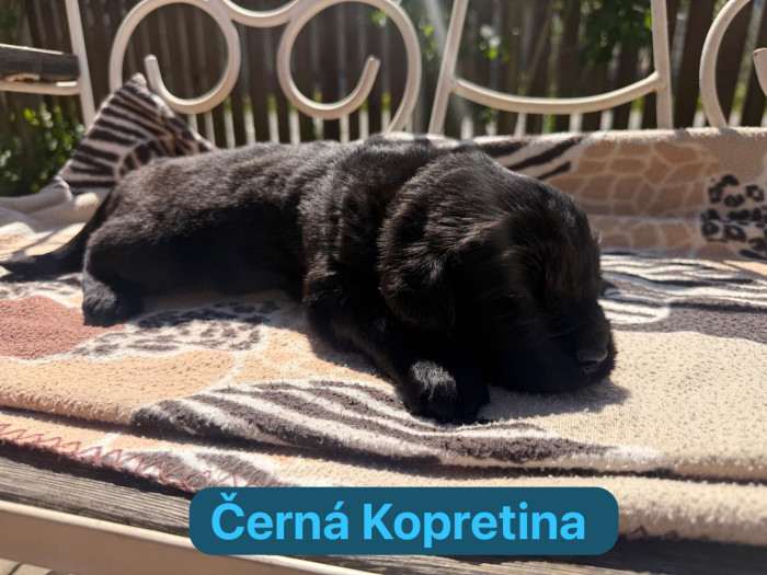 Černá Kopretina
