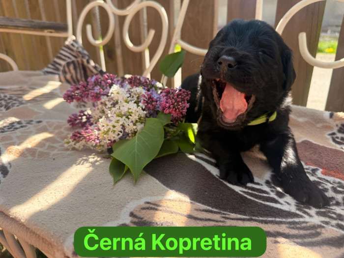 Černá Kopretina