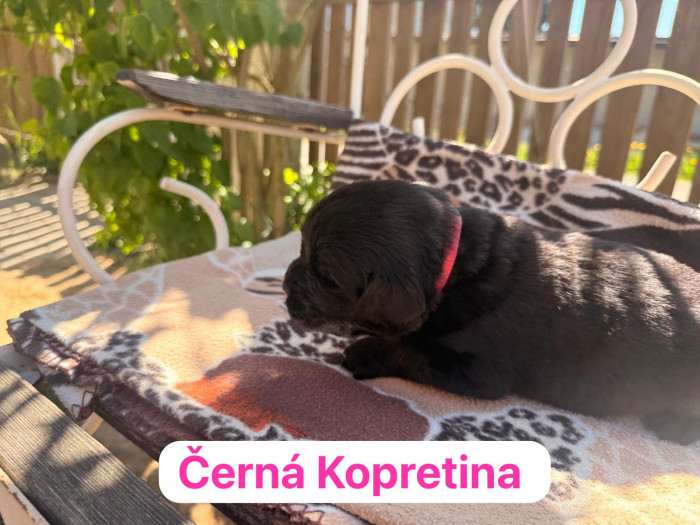 Černá Kopretina