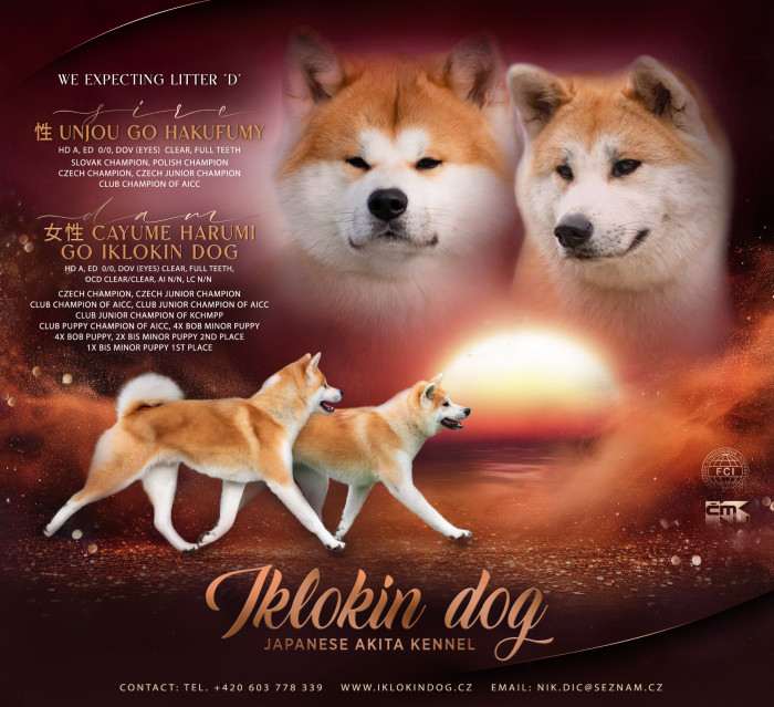Iklokin Dog