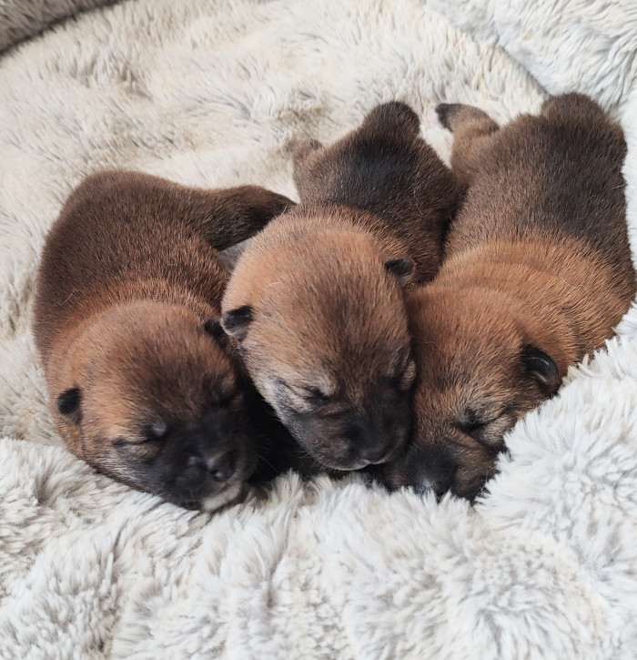 Štěňátka Shiba