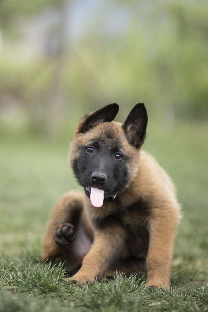 Bubble Paw