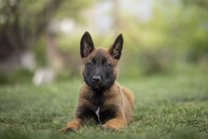Fury