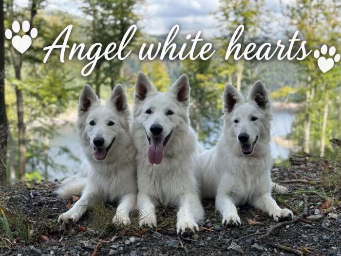 Angel white hearts