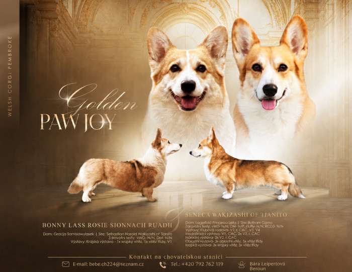 Golden Paw Joy