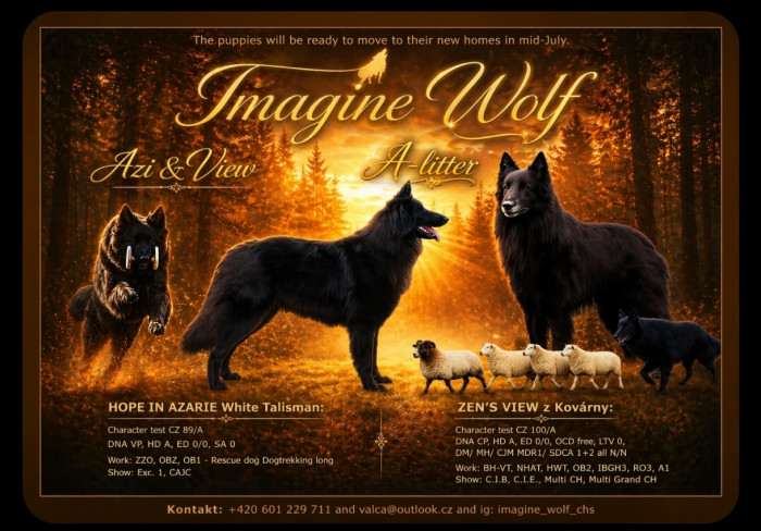 Imagine Wolf