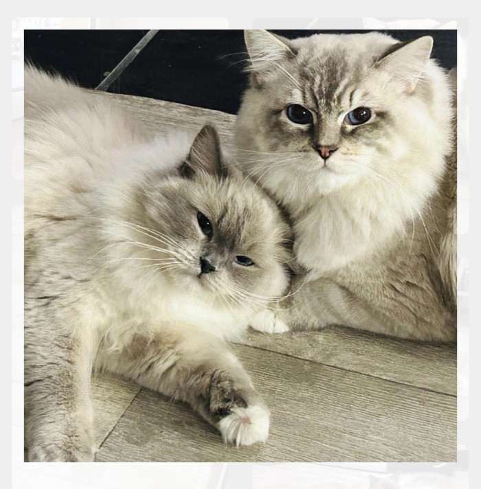 Silkyqueens