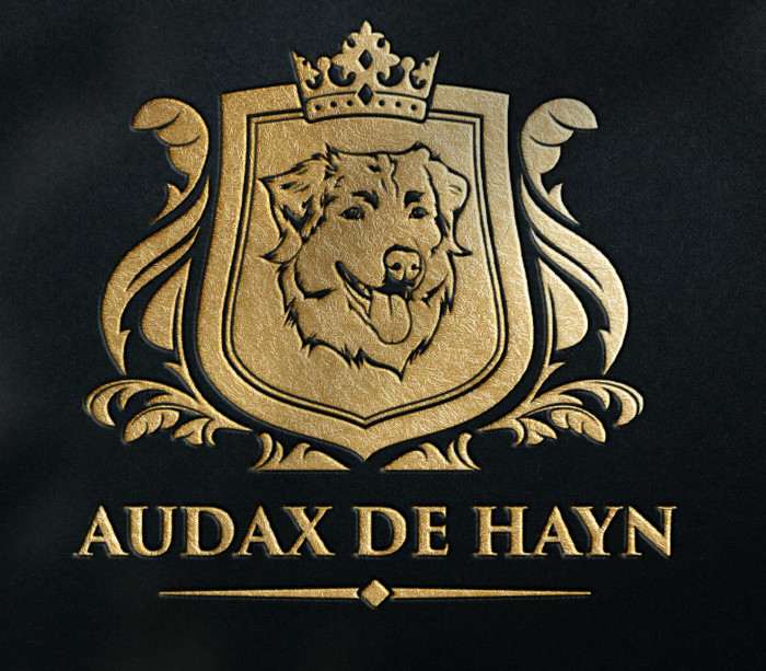Audax de Hayn