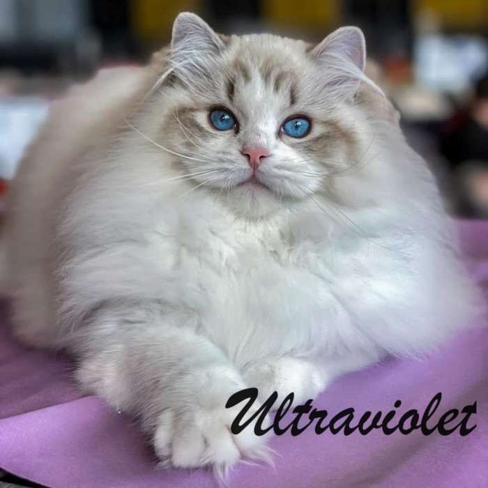 Magical kittens,CZ