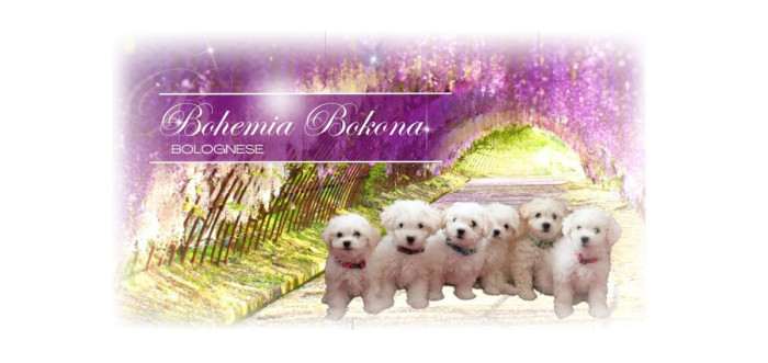 Bohemia Bokona