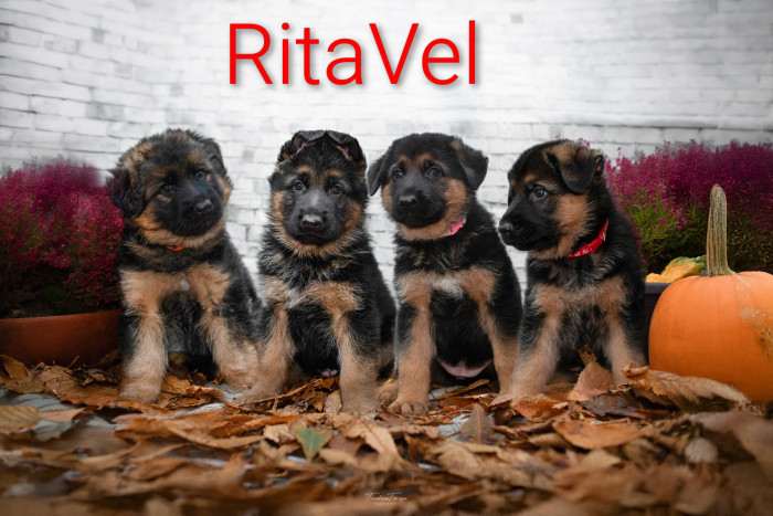 RitaVel