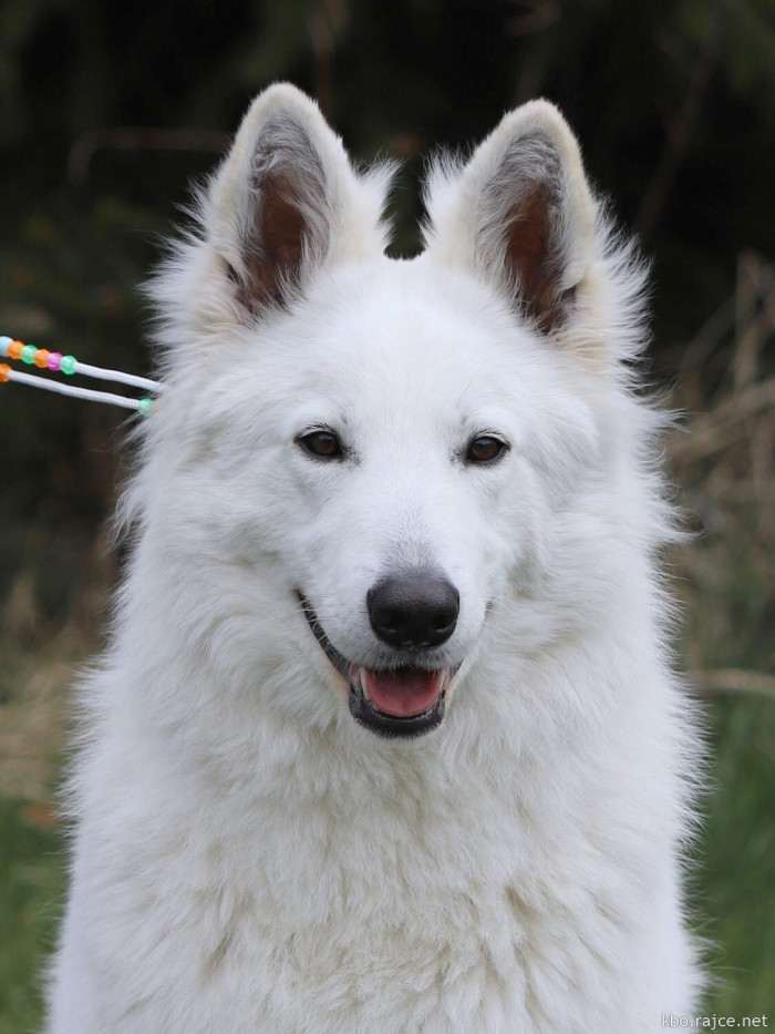 Náše chovná fena Daisy White Sparrow