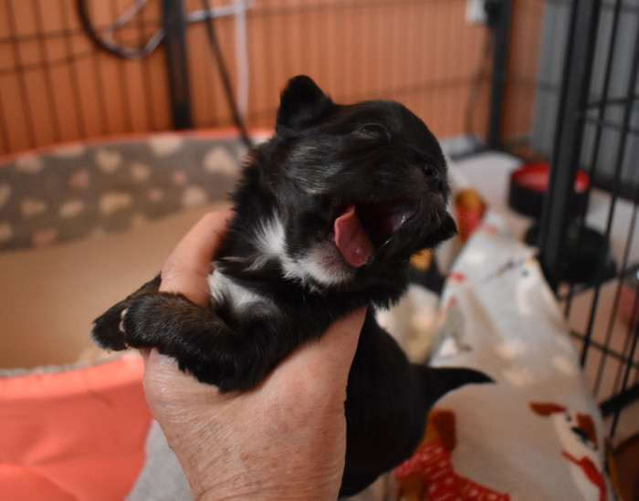 Hairy Pet