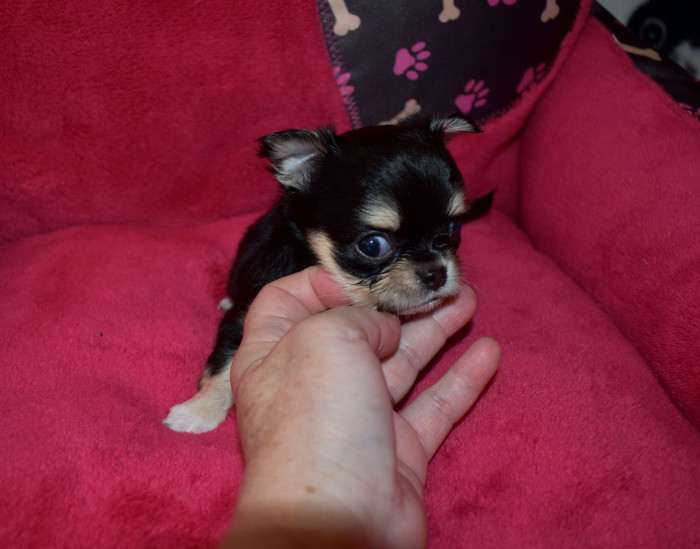 Hairy Pet