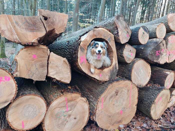 Cega ram
