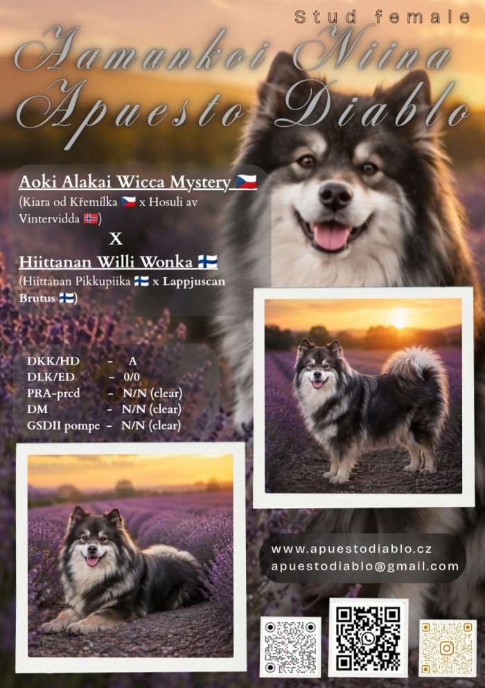 Apuesto Diablo
