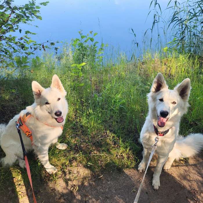 White Charming Dogs