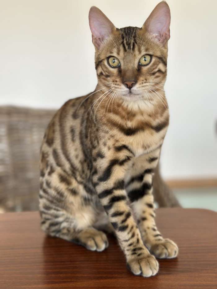 Chovný kocour se splněnými podmínkami pro titul Kitten Champion
