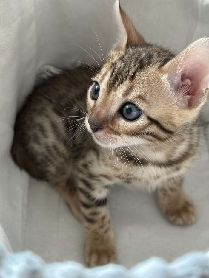 Bengálské kotě z aktuálního vrhu – brown/black spotted tabby