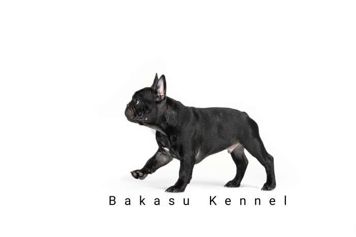 Bakasu Kennel