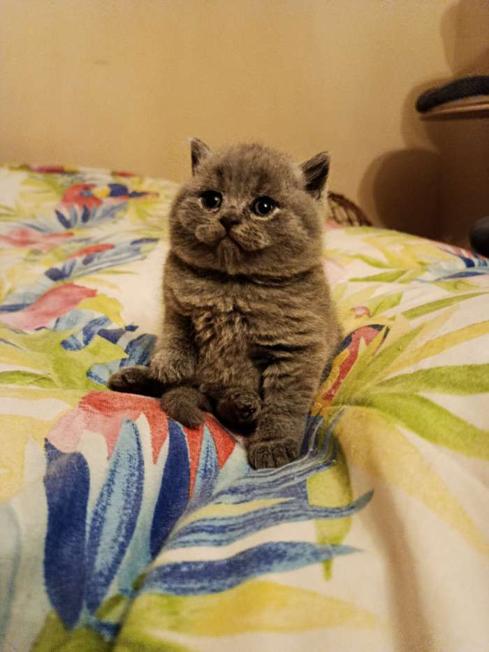 Lilis kitty, CZ
