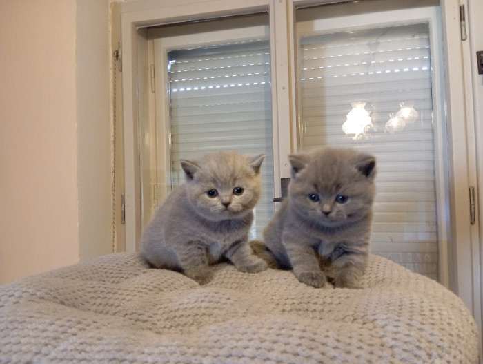 Lilis kitty, CZ