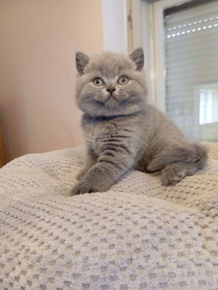 Lilis kitty, CZ