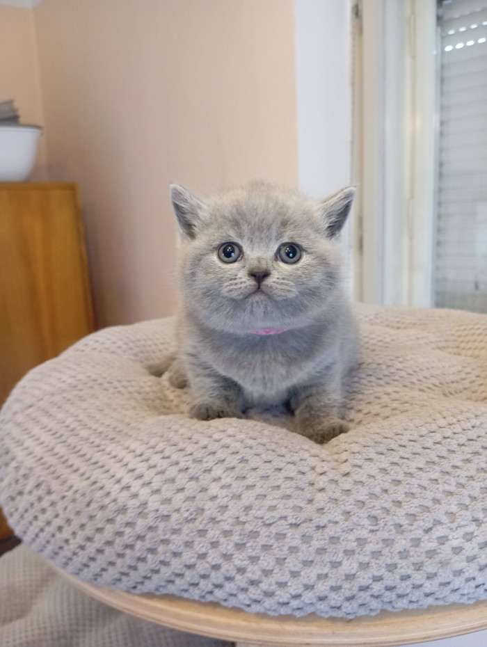 Lilis kitty, CZ