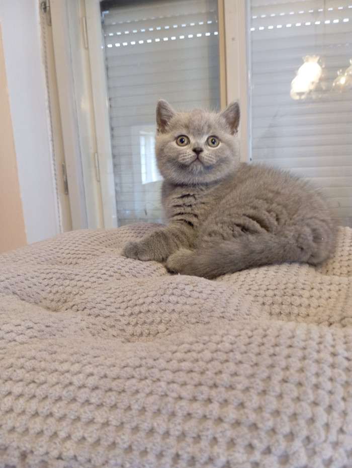 Lilis kitty, CZ