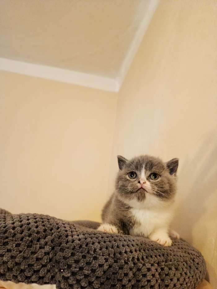 Lilis kitty, CZ