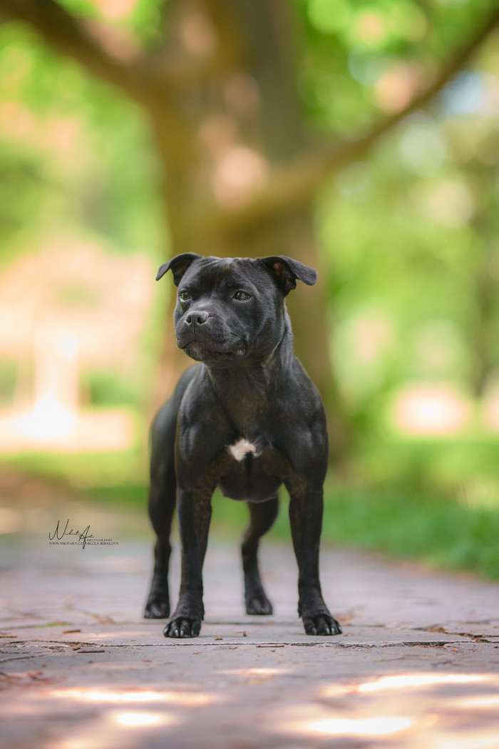 Canis Legacy
