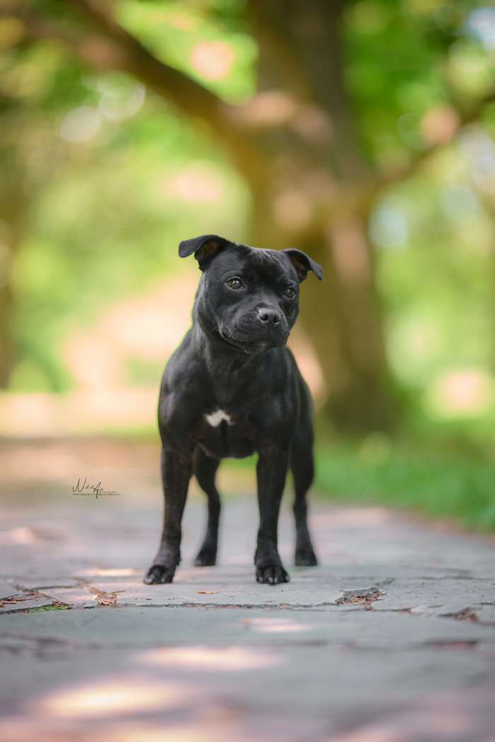 Canis Legacy