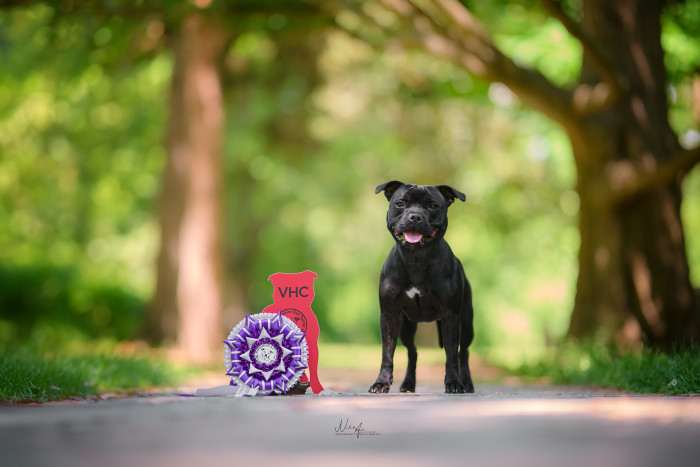 Canis Legacy