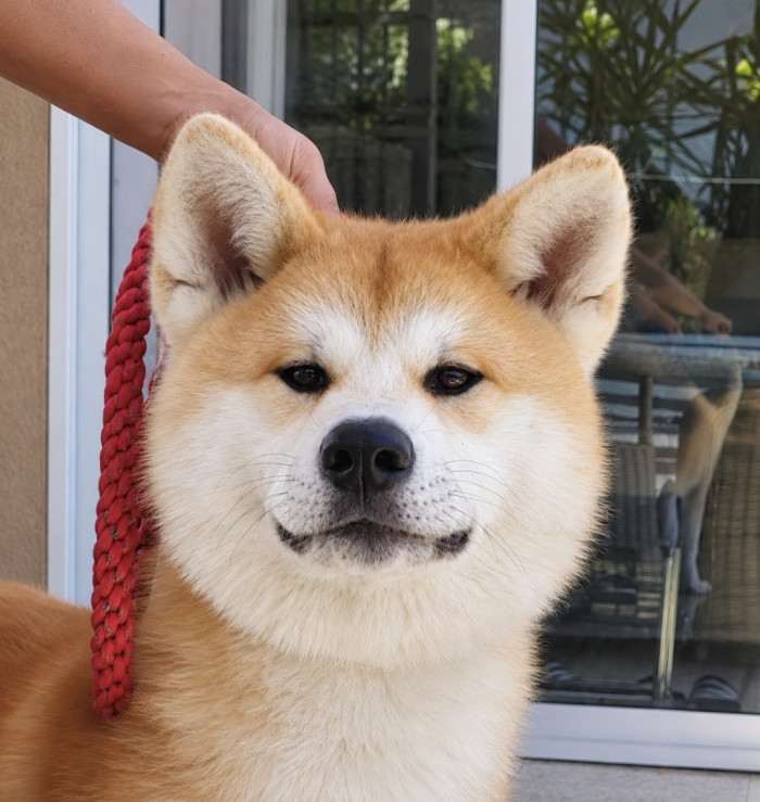 Kuma Kai Kennels