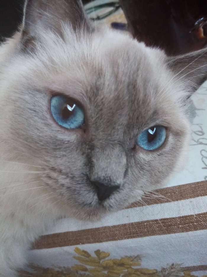 Sissinka