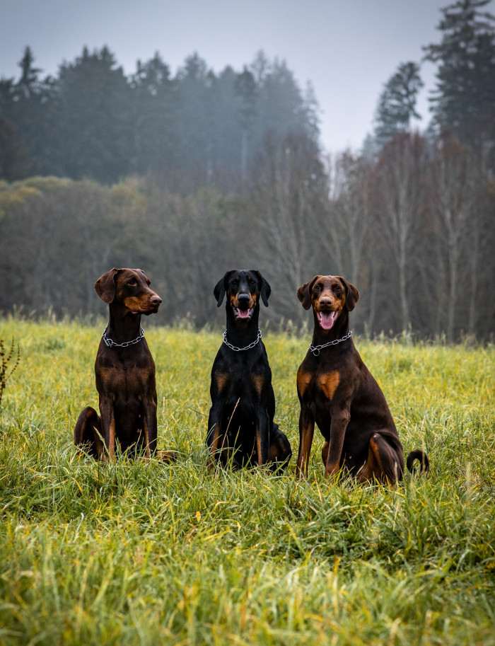 Lexy, Megí a Lana