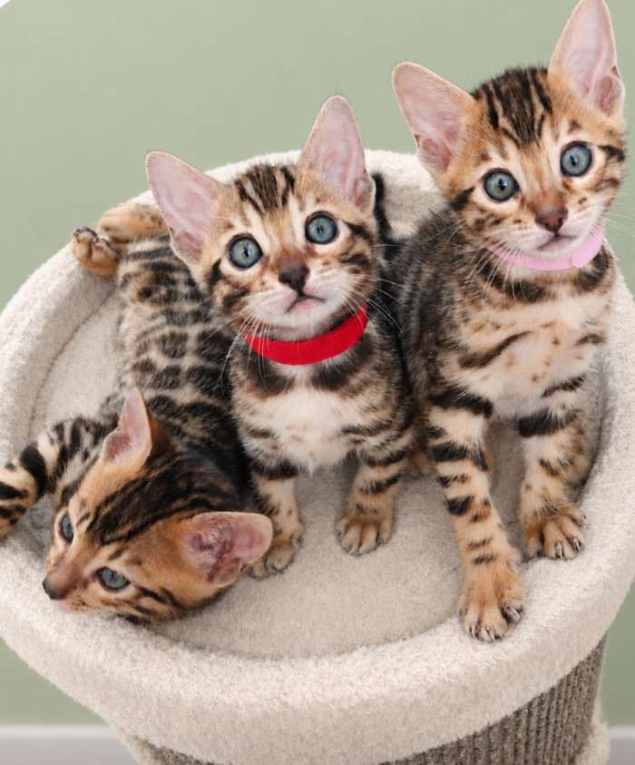 NiceCat Bengal
