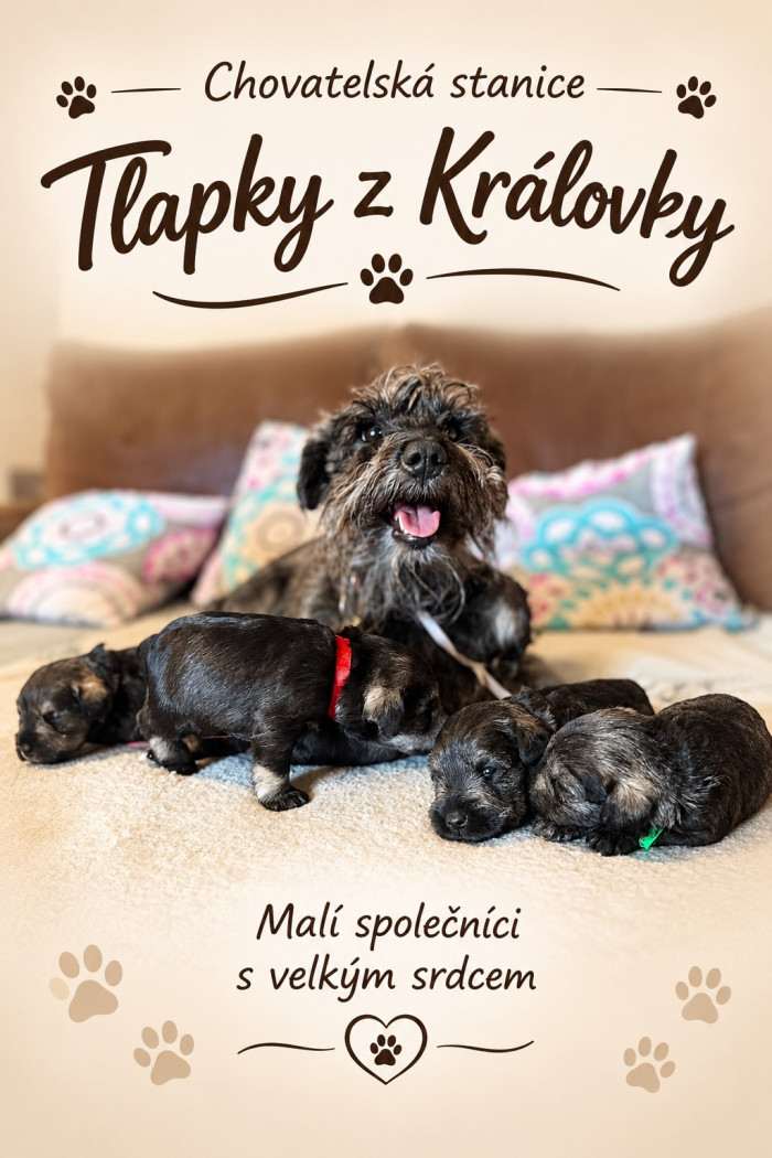 Tlapky z Královky